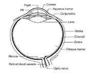 eye structure